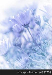 Beautiful tender daisy flowers, natural wallpaper, soft focus, blue blurry pastel picture, spring nature