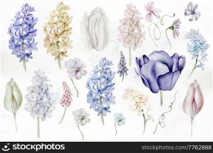 Beautiful tender  watercolor set with different flowers of hyacinth, tulips, violet. Illustration.

. Beautiful tender  watercolor set with different flowers of hyacinth, tulips, violet. 