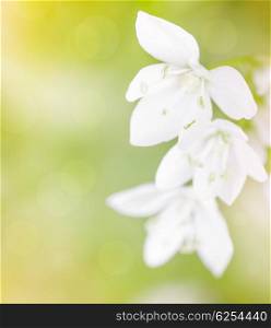 Beautiful tender white flowers over green soft focus background, first spring time flower, floral border&#xA;