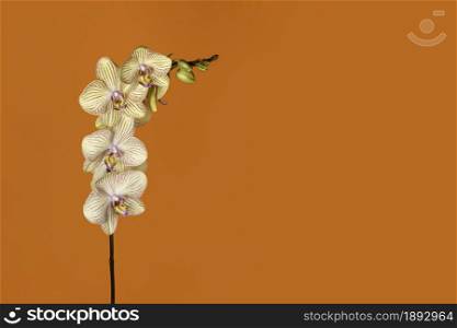 Beautiful tender yellow orchid branch isolated on orange background. Flower banner with copy space.. Beautiful tender yellow orchid branch isolated on orange background. Flower banner with copy space