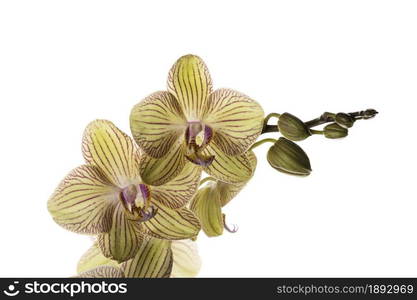 Beautiful tender yellow orchid branch isolated on white background. Flower banner close up.. Beautiful tender yellow orchid branch isolated on white background. Flower banner close up