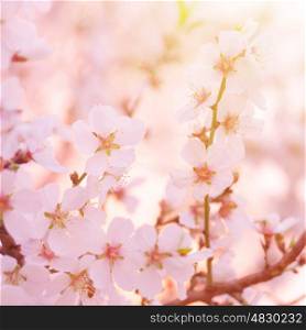 Beautiful tenter apple tree blooming, fine art, soft focus, little white flowers on tree branch, spring season