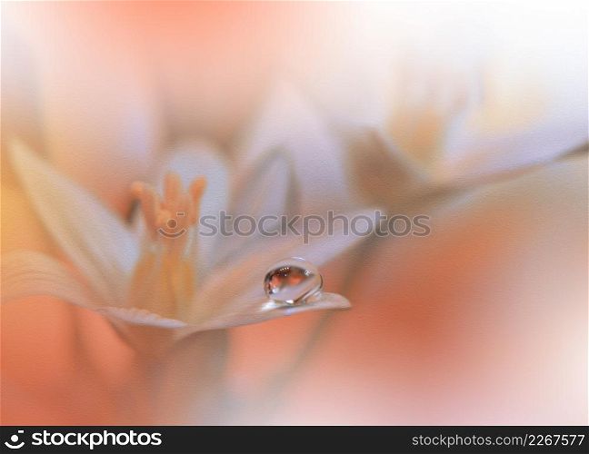 Beautiful Textured Macro Photo.Colorful Flowers.Fantasy Floral Art Design.Magic Light.Close up Photography.Conceptual Abstract Image.Yellow and Orange Background.Creative Wallpaper.Beautiful Nature Background.Amazing Spring Flower.Water Drop.Copy Space.
