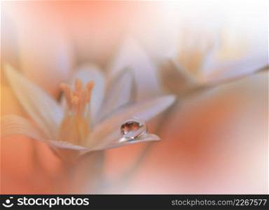 Beautiful Textured Macro Photo.Colorful Flowers.Fantasy Floral Art Design.Magic Light.Close up Photography.Conceptual Abstract Image.Yellow and Orange Background.Creative Wallpaper.Beautiful Nature Background.Amazing Spring Flower.Water Drop.Copy Space.