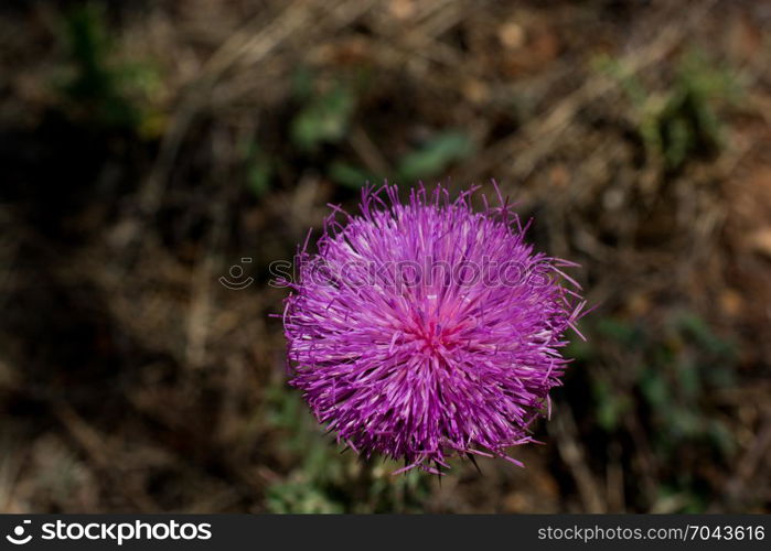 Beautiful Thistle flowers in nature background