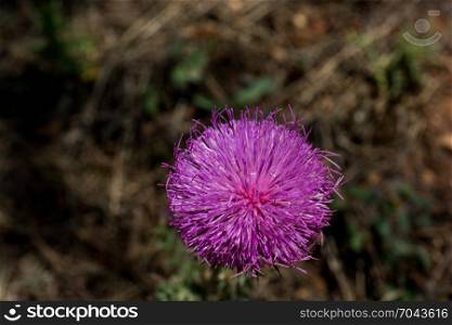 Beautiful Thistle flowers in nature background