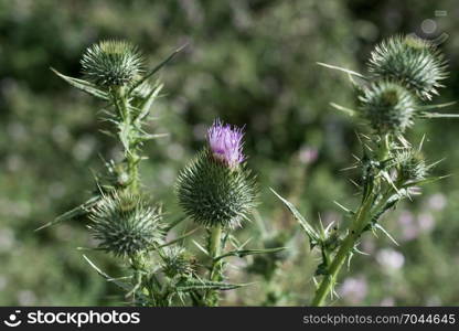 Beautiful Thistle flowers in nature background