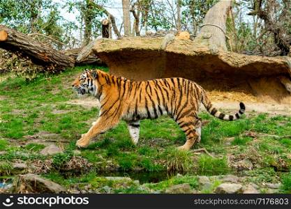 beautiful tiger in zoo. tiger in the natur