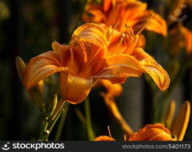 Beautiful tiger lily in the back light