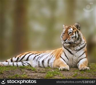 Beautiful tiger relaxing on grassy hill