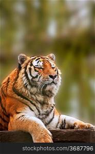 Beautiful tiger relaxing on warm day