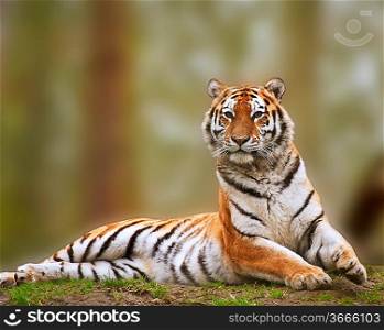 Beautiful tiger sitting upright and alert