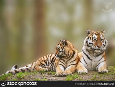 Beautiful tigress relaxing on grassy hill with cub