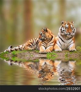 Beautiful tigress relaxing on grassy hill with cub reflection in water