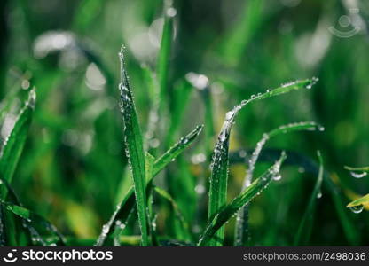 Beautiful tiny dew drops on fresh green grass