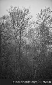 Beautiful toned black and white landscape of foggy forest scene