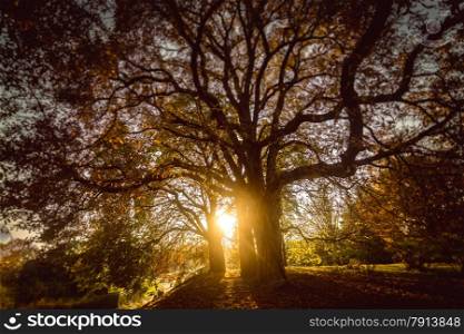 Beautiful toned photo of sun shining through big tree at autumn forest