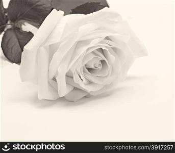 Beautiful toned white rose close-up can use as wedding background. Soft focus. Retro style