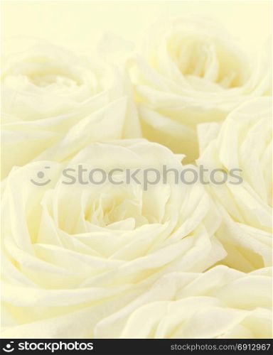 Beautiful toned white roses can use as wedding background. Soft focus.