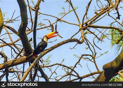 Beautiful toucan perched on a tree in the forests of the state of Minas Gerais. Beautiful toucan perched on a tree