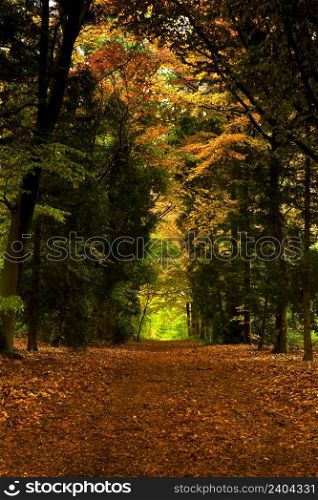 Beautiful track in the middle of a forest during the fall season