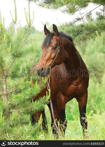 Beautiful Trakehner stallion in pine forest cloudy day