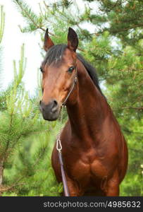 Beautiful Trakehner stallion in pine forest cloudy day