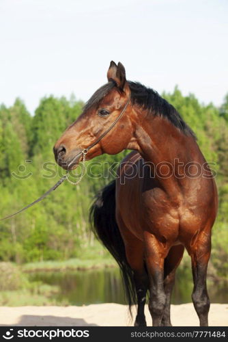 Beautiful Trakehner stallion posing near  forest