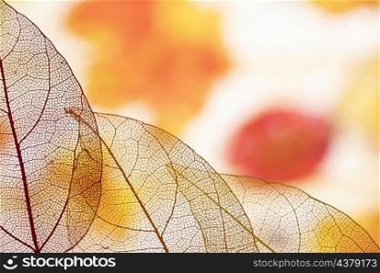 beautiful transparent orange fall leaves