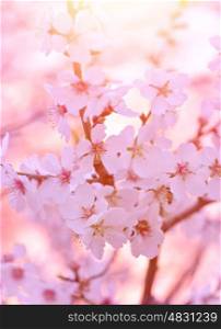 Beautiful tree blossom, abstract floral background, cherry twigs with fresh white flowers, gentle blooming garden, spring nature concept