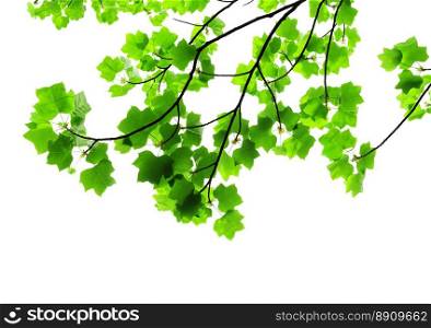 beautiful tree branch with green leaves isolated on white background