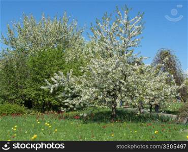 beautiful tree covered in spring on a sunny day