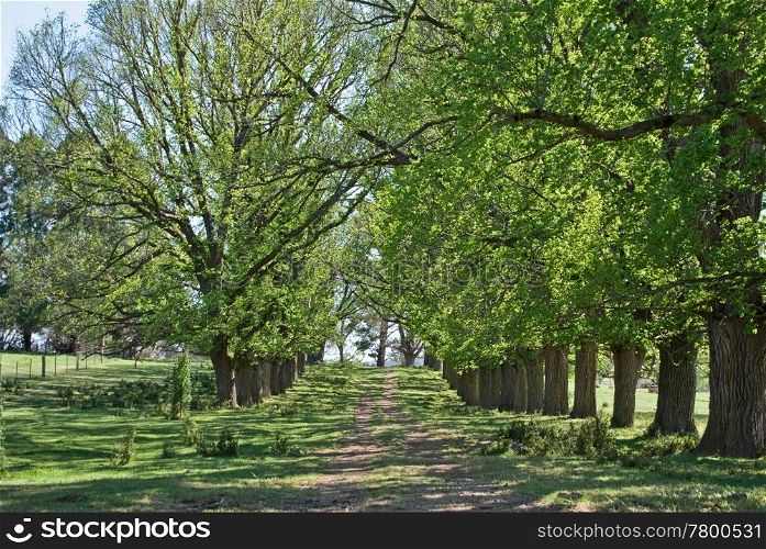 beautiful tree lined rural country road in spring. spring country road