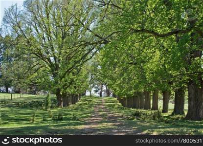 beautiful tree lined rural country road in spring. spring country road