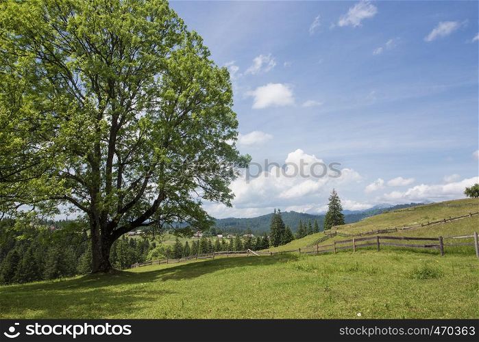 beautiful tree on a grass hill at the mountains