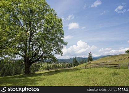 beautiful tree on a grass hill at the mountains