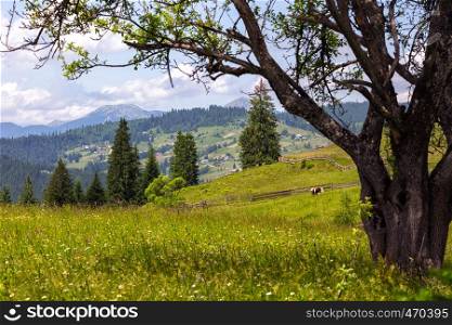 beautiful tree on a grass hill at the mountains and grazing cow