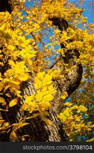 Beautiful tree with autumn yellow leaves against blue sky in Fall