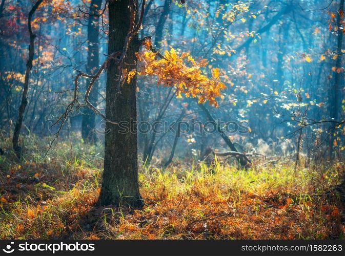Beautiful tree with orange leaves in fog at sunrise in autumn. Colorful landscape with enchanted forest with multicolored leaves and green grass. Dreamy foggy forest. Fall colors in october. Nature. Beautiful tree with orange leaves in fog at sunrise in autumn
