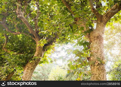 Beautiful trees in sunlight