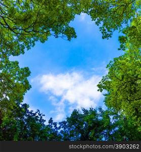 Beautiful trees on sky background. nature green leaves. Trees branches on blue sky