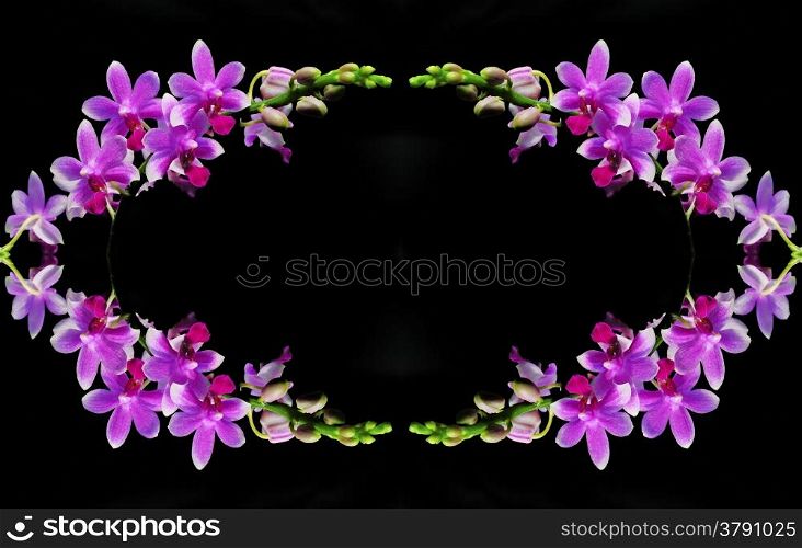 Beautiful tropical branch of pink orchid, Phalaenopsis hybrid, isolated on a white background