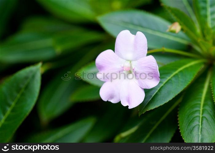 beautiful tropical flower against a green natural background