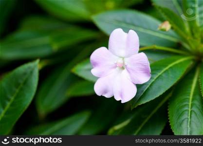 beautiful tropical flower against a green natural background