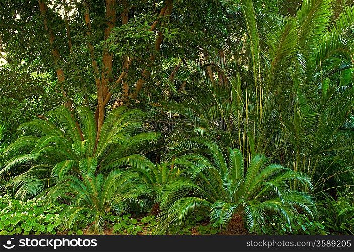 Beautiful tropical forest.