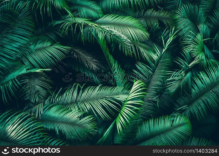 Beautiful tropical forest with bright sun shining through the trees