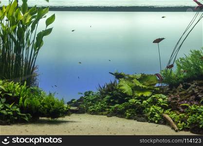 Beautiful Tropical Freshwater Aquarium with Green Plants and Fishes. Beautiful Tropical Freshwater Aquarium with Green Plants and Fis