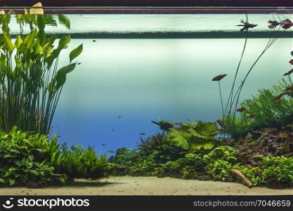 Beautiful Tropical Freshwater Aquarium with Green Plants and Fishes