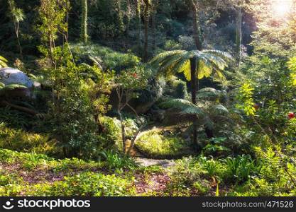 Beautiful tropical garden on sunny summer day. Natural floral park background