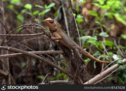 Beautiful tropical lizard on the branches of bush
